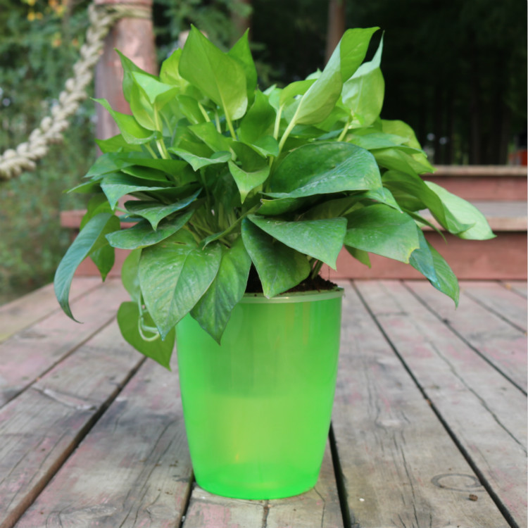 Strongwell Nordic Hydroponics Flower Pot Fairy Garden Strongwell Nordic Hydroponics Flower Pot Fairy Garden
